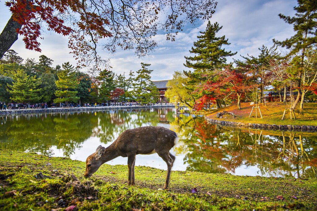 NAGOYA - NARA - OSAKA