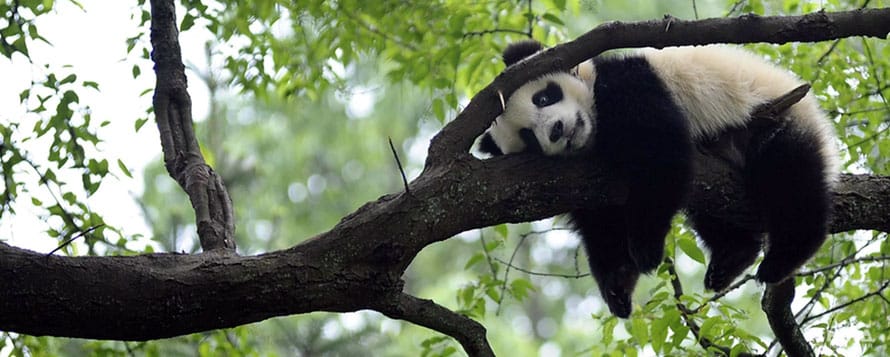 THÀNH ĐÔ – CỬU TRẠI CÂU: HÀNH TRÌNH TỚI MIỀN ĐẤT GẤU TRÚC 🐼