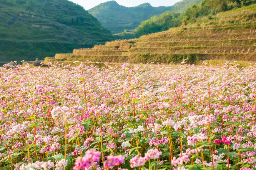 Hoa tại Hà Giang theo mùa