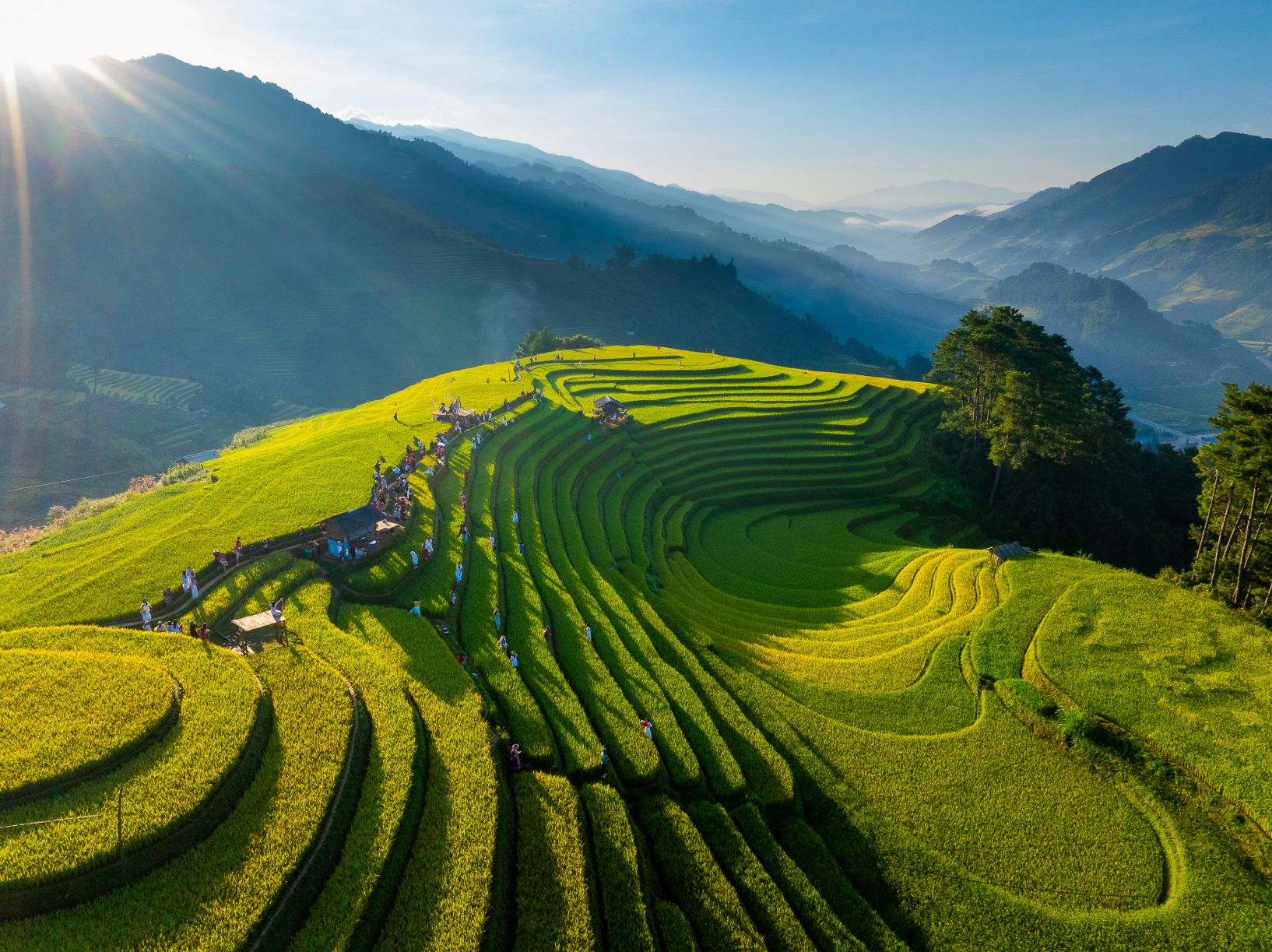 MÙ CANG CHẢI MÙA LÚA CHÍN – KHI NÚI RỪNG KHOÁC MÀU NẮNG VÀNG 🌾
