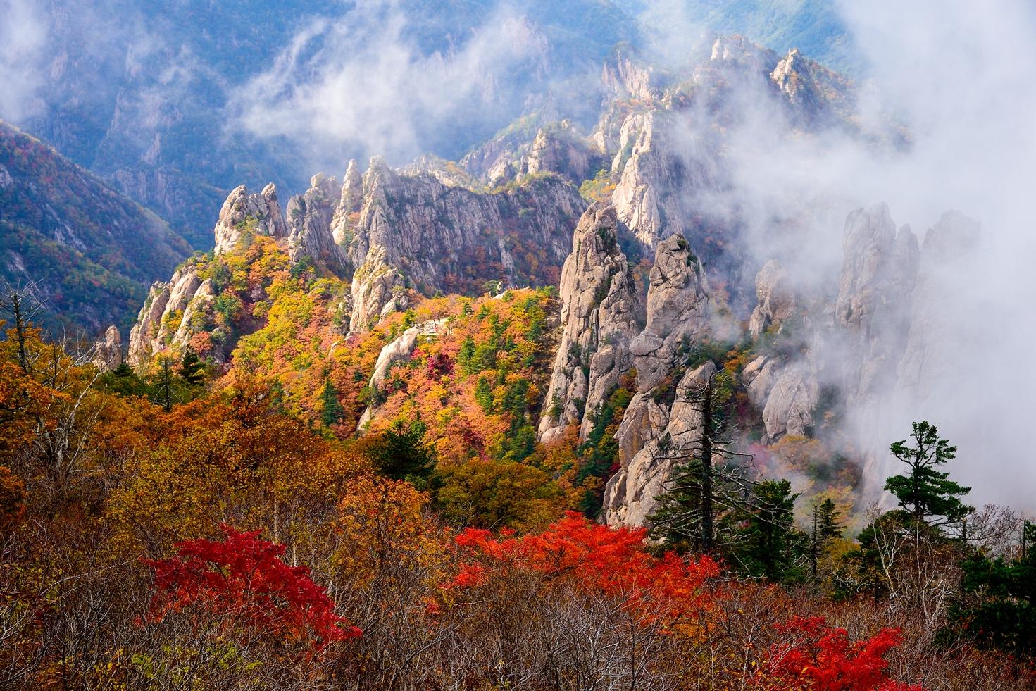 🍁 MÙA LÁ VÀNG HÀN QUỐC 2026: KHI NÀO ĐI ĐỂ GẶP ĐÚNG MÙA ĐẸP NHẤT?