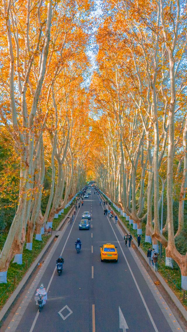Lingyuan Road mùa lá vàng